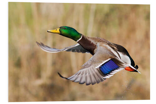 Foam board print Mallard in flight