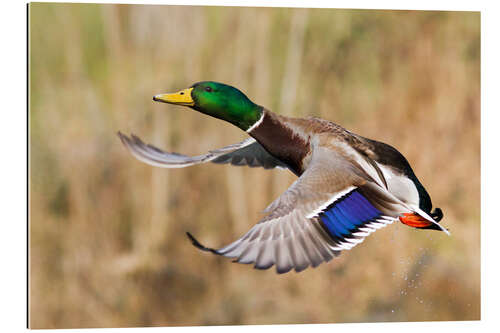 Gallery print Mallard in flight