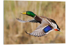 Gallery print Mallard in flight