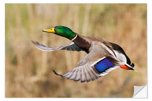 Muursticker Mallard in flight