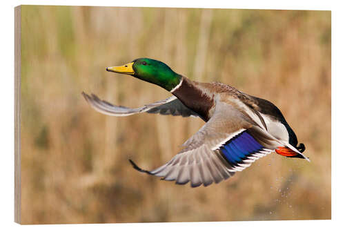 Hout print Mallard in flight