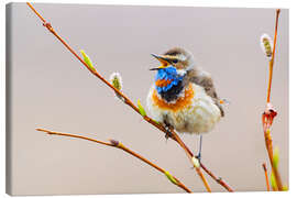 Leinwandbild Singendes Blaukehlchen