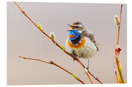 Foam board print Singing Bluethroat