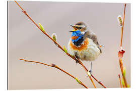 Gallery print Singing Bluethroat