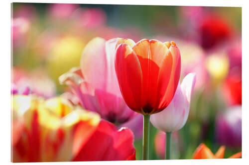 Acrylglas print Beautiful Colourful Tulips