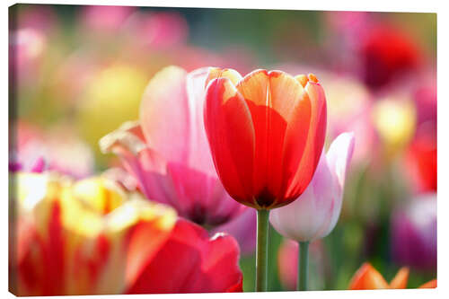 Leinwandbild Tulpenwiese