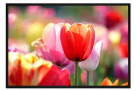 Gerahmter Kunstdruck Tulpenwiese
