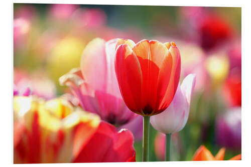 Foam board print Beautiful Colourful Tulips