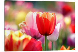 Gallery print Beautiful Colourful Tulips