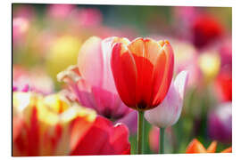 Magnettafel Tulpenwiese