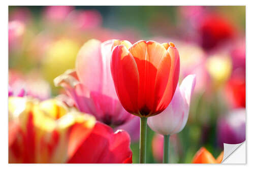 Autocolante decorativo Beautiful Colourful Tulips