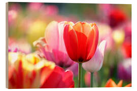 Wood print Beautiful Colourful Tulips