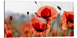 Aluminium print Poppies