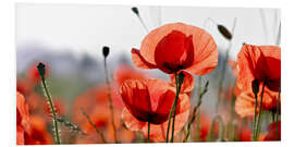 Foam board print Poppies