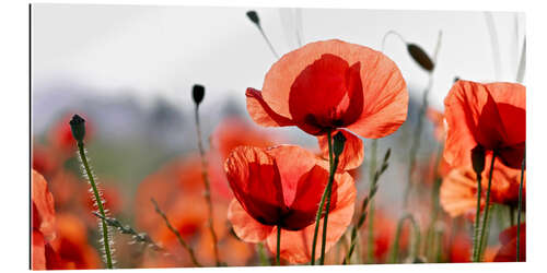 Gallery print Poppies