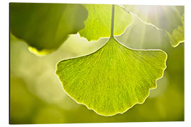 Aluminium print Ginkgo leaves