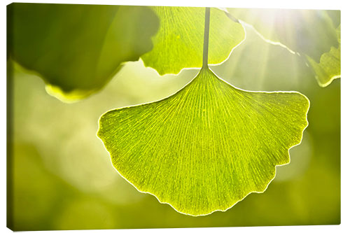 Canvas print Ginkgo leaves