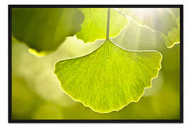 Gerahmter Kunstdruck Ginkgo Blätter