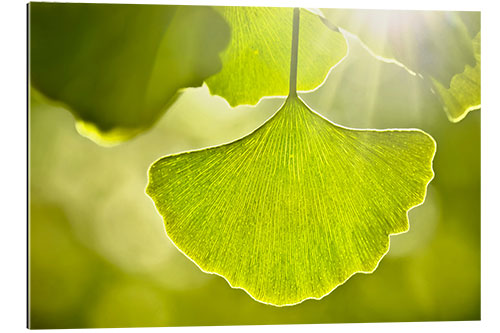 Gallery print Ginkgo leaves