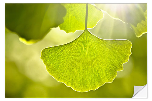 Vinilo para la pared Ginkgo leaves