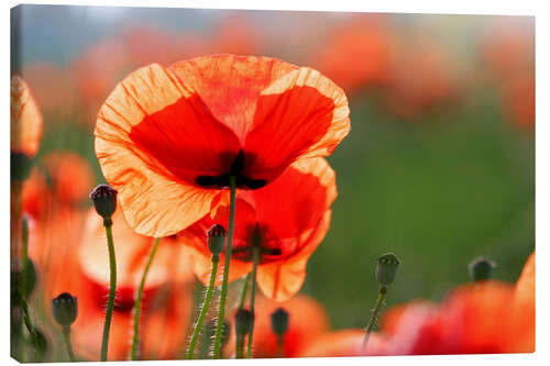 Lerretsbilde Poppy flower in a meadow