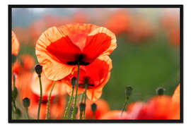 Gerahmter Kunstdruck Mohnblume auf einer Wiese