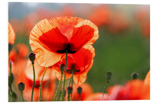 Foam board print Poppy flower in a meadow