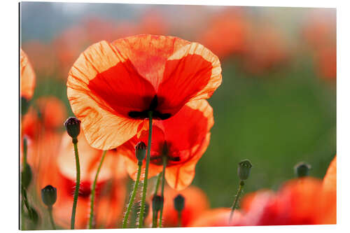 Galleritryck Poppy flower in a meadow