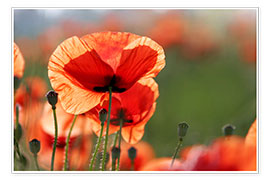 Plakat Poppy flower in a meadow