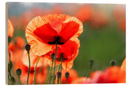 Tableau en bois Fleur de coquelicot