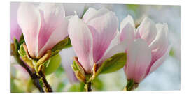 Foam board print Magnolia Blossoms Panorama II