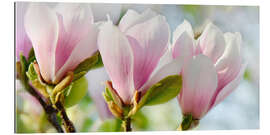 Gallery print Magnolia Blossoms Panorama II