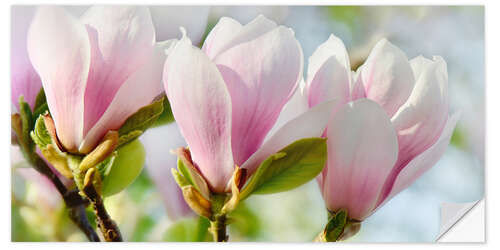 Autocolante decorativo Magnolia Blossoms Panorama II