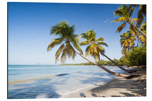 Tableau en aluminium Plage des Salines en Martinique