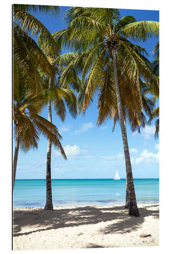 Gallery Print Palmenstrand mit Segelboot, Martinique