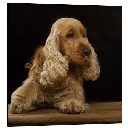 Aluminium print Cocker Spaniel I