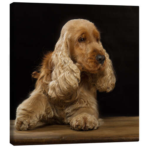 Canvas print Cocker Spaniel I