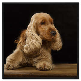 Gerahmter Kunstdruck Cocker Spaniel I