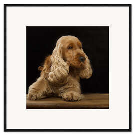 Gerahmter Kunstdruck Cocker Spaniel I