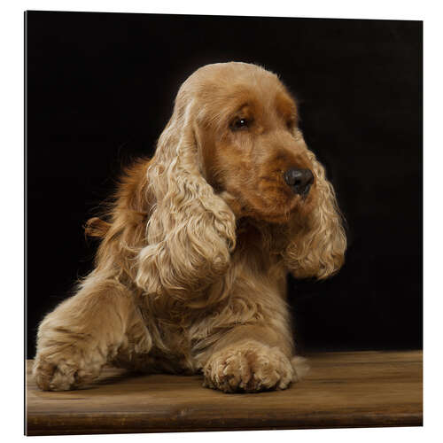 Quadro em plexi-alumínio Cocker Spaniel I