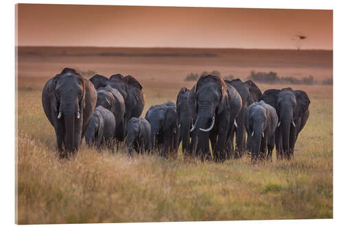 Stampa su vetro acrilico Elephants in the morning light