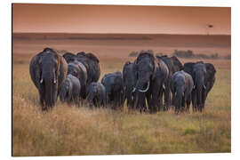 Aluminium print Elephants in the morning light