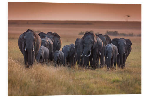 Foam board print Elephants in the morning light