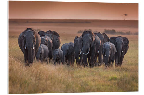 Gallery print Elephants in the morning light