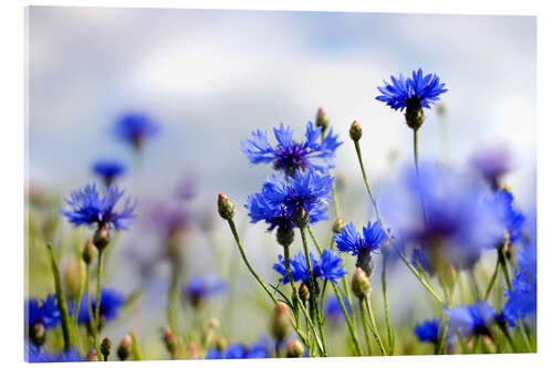 Akrylbilde Cornflowers