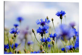 Cuadro de aluminio Flores azules en la pradera