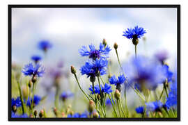 Gerahmter Kunstdruck Kornblumen