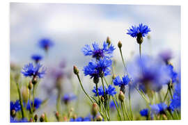 Foam board print Cornflowers