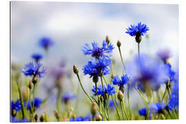 Galleriprint Cornflowers