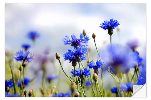 Wall sticker Cornflowers